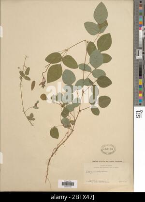 DESMODIUM sp. 11 Jan 20181 Foto Stock