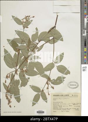 DESMODIUM sp. 11 Jan 20181 Foto Stock