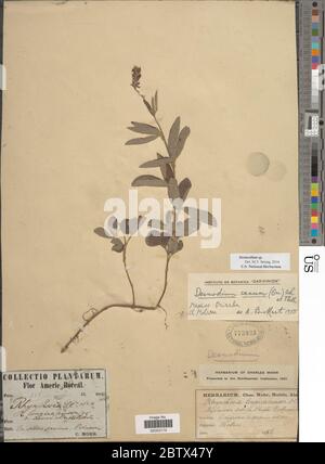 DESMODIUM sp. 11 Jan 20181 Foto Stock