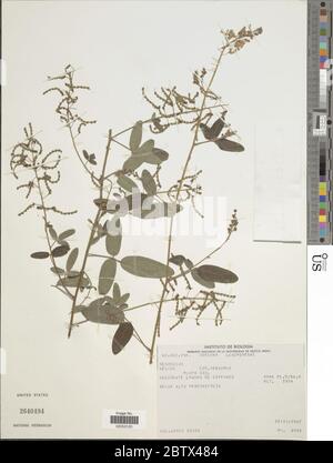 DESMODIUM sp. 10 Jan 20181 Foto Stock