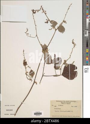 DESMODIUM sp. 30 Dec 20171 Foto Stock