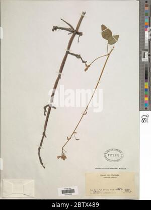 DESMODIUM sp. 30 Dec 20171 Foto Stock