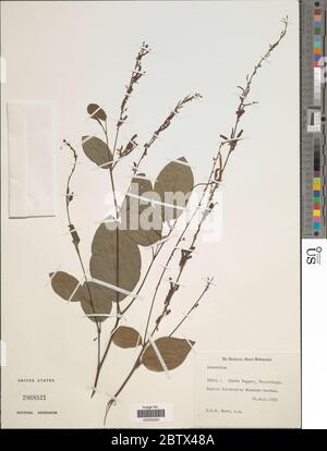 DESMODIUM sp. 29 Dec 20171 Foto Stock