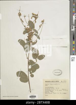 DESMODIUM sp. 3 Jan 20181 Foto Stock