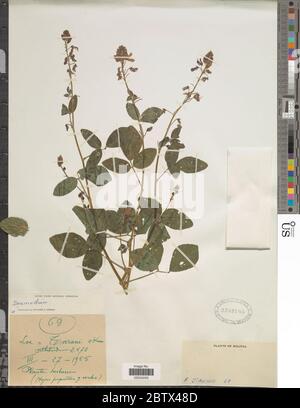 DESMODIUM sp. 29 Dec 20171 Foto Stock