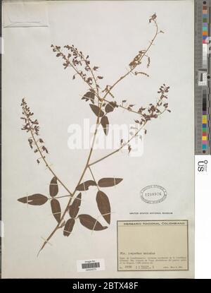 DESMODIUM sp. 30 Dec 20171 Foto Stock
