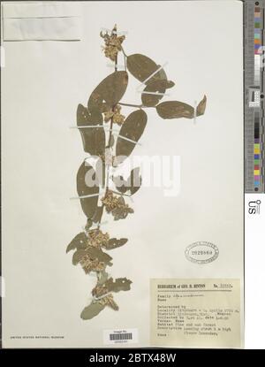 DESMODIUM sp. 3 Jan 20181 Foto Stock