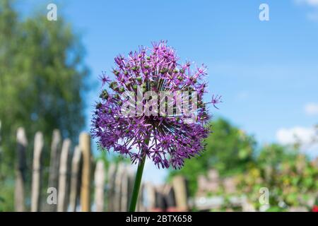 La cipolla ornamentale Allium è una grande bulbo viola costituito da più di 1500 fiori piccoli Foto Stock