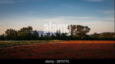 Campo o fiori di papavero rosso in Provenza, France.with Monte ventoux in background. Foto Stock