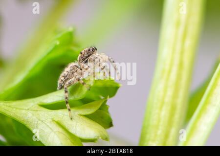 Parete grigia che salta ragno, Menemerus bivittatus che arrampica Foto Stock