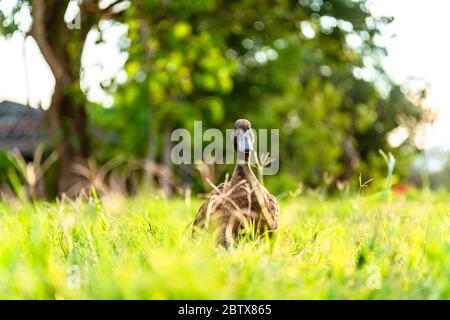 Anatre di Campbell di khaki che godono di camminare su erba verde.... Foto Stock