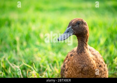 Anatre di Campbell di khaki che godono di camminare su erba verde.... Foto Stock