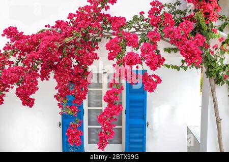 Bougainvillea Fiore. Pianta in piena fioritura che cade di fronte alla finestra a piano terra con persiane blu. Immagine stock. Foto Stock