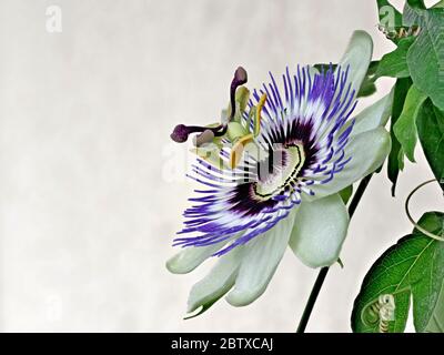 Passionflower blu, Passiflora Caerulea, casa è l'Argentina settentrionale e il Brasile meridionale. Foto Stock