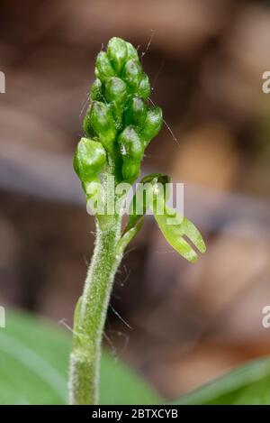 Orchidea comune a pale - Neottia ovata nuovo fiore spike con un fiore aperto Foto Stock