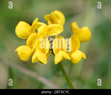 Comune Bird's-piede trifoglio - Loto corniculatus comune erba fiore selvatico Foto Stock