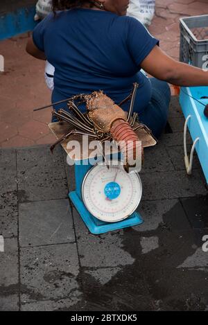 Aragoste pronte per la vendita al mercato del pesce di Puerto Ayora a Santa Cruz, alle isole Galapagos dell'Ecuador. Foto Stock