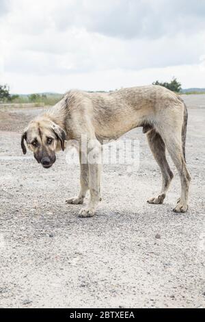 un cane di strada povero e skinny in piedi sulla strada Foto Stock