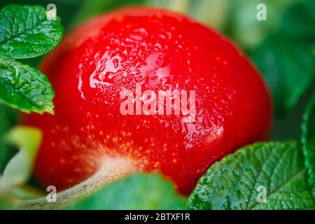 Close up Red Rose Hip o Rosa canina. Rosa canina contengono grandi quantità di vitamine, in particolare vitamina C e vitamina P e K, flavonoidi e carotenoidi, Tan Foto Stock