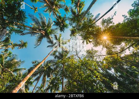 Goa, India. Vista dal basso del sole brillare attraverso la vegetazione tropicale verde e palme. Cielo blu in estate Sunny Day. Grandangolo. Foto Stock