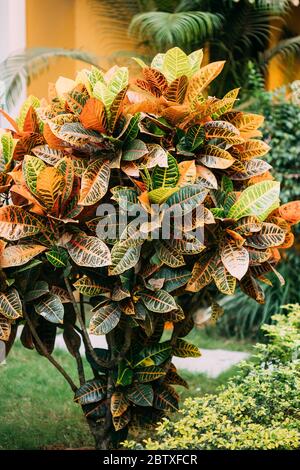 I colorati Crotons - Codiaeum - cespugli che crescono lungo il Walkway, il Giardino del Parco del modo. Foto Stock