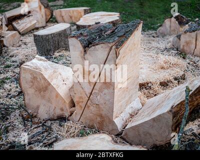 Parti di un tronco di albero segato, non smistato con un sacco di segatura. Foto Stock