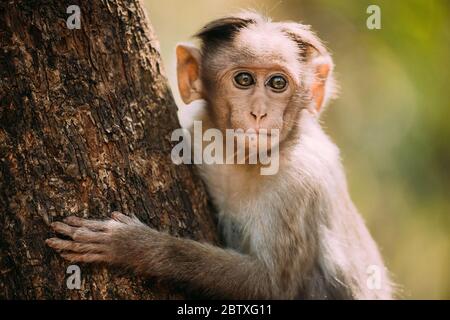 Goa, India. Giovane Bonnet Macaque - Macaca Radiata o Zati seduta su albero. Primo piano Ritratto di Cub. Foto Stock