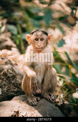 Goa, India. Giovane Bonnet Macaque - Macaca Radiata o Zati seduta su pietra. Ritratto di Cub. Foto Stock