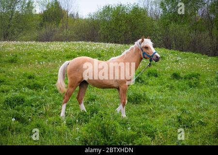 Bel cavallo marrone mangiare erba sulla terra fattoria. Ranch cavallo grassing in campagna Foto Stock