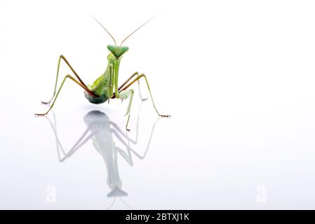 Giganteschi Mantis Asiatici. Insetto verde, isolato su fondo bianco puro. spazio per copia. Hierodula membranacea Foto Stock