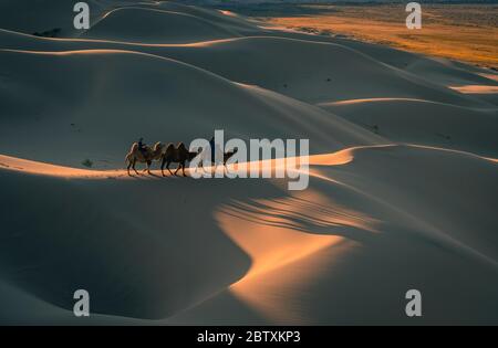 Nomadi che cavalcano i cammelli Bactriani (Camelus bactrianus) attraverso le dune di sabbia del deserto di Gobi, alba, Oemnoe-Gobi-Aimag, Mongolia Foto Stock