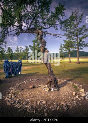 Larice siberiano (Larix sibirica) con tronco di alberi tortuosi a serpentina, albero venerato, provincia di Huvsgul, Mongolia Foto Stock