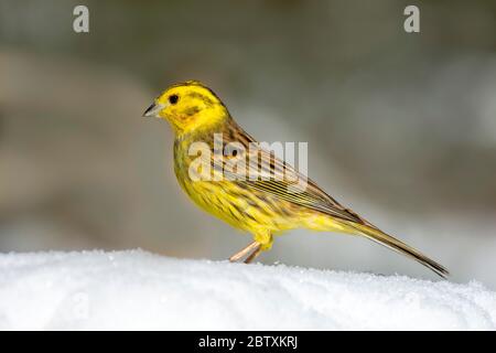 Yellowhammer (Emberiza citrinella) seduto nella neve, maschio, Tirolo, Austria Foto Stock