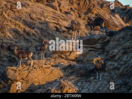 Mandria con pecora mongolo Bighorn (Ovis canadensis) su un pendio roccioso di montagna, provincia di Dornogobi, Mongolia Foto Stock