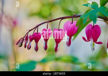 Sanguinante cuore o sanguinamento asiatico (Lamprocapnos spectabilis) in un giardino, Palatinato superiore, Baviera, Germania, Europa Foto Stock