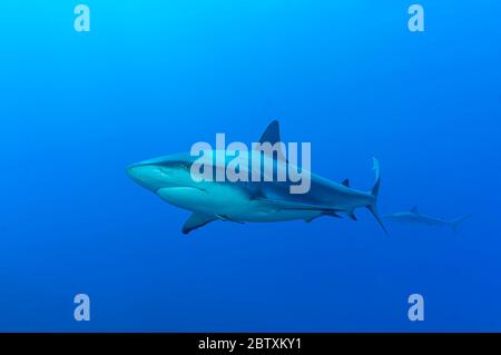Squalo di punta nera (Carcharhinus limbatus), acqua blu, Oceano Atlantico, Caraibi, Bahamas Foto Stock