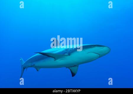 Squalo di punta nera (Carcharhinus limbatus), acqua blu, Oceano Atlantico, Caraibi, Bahamas Foto Stock