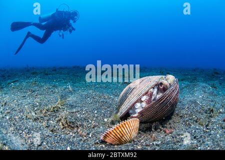 Il Cocco polpo (Octopus marginatus) accolti nei gusci vuoti, Lembeh strait, Indonesia Foto Stock