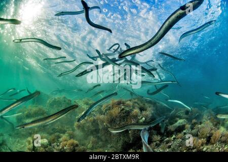 Anguilla europea (Anguilla anguilla), Studio sulla gestione delle scorte, a valle, Porto di Sete, Herault, Occitania, Francia Foto Stock