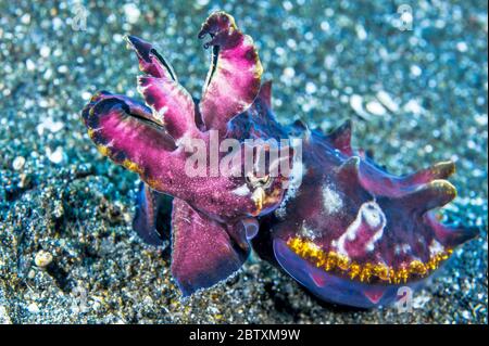 Seppie fiammeggianti (Metasepia pfefferi), Strait di Lembeh, Sulawesi del Nord, Indonesia Foto Stock