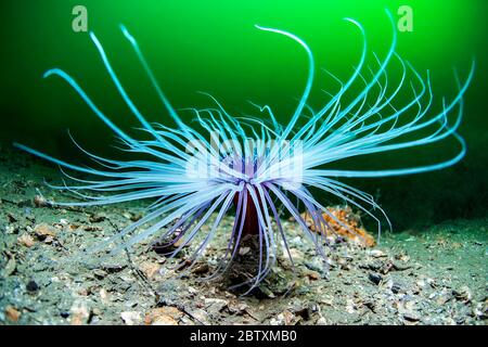 Rosa cilindro colorato (Cerianthus membranaceus) nella laguna di Thau, Balaruc, Herault, Occitania, Francia Foto Stock