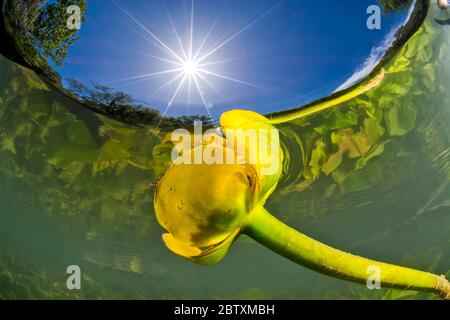 Ninfea gialla (Nuphar lutea), Subacquea, fiume Lez, Francia Foto Stock