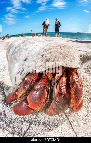 Granchio eremita di fragole (Coenobita perlatus) sulla spiaggia, Parco Nazionale Jardines de la Reina, Cuba Foto Stock