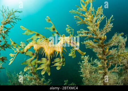 seadragon (eques Phycodurus) nel sargasso erboso (sargassum) sotto il molo Kingscote, Kangaroo Island, Australia Foto Stock