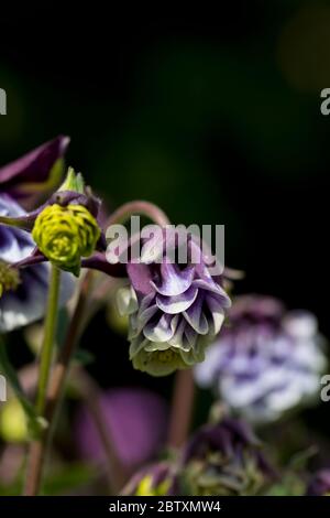 Aquilegia vulgaris in fiore con una brezza dolce, Inghilterra, Regno Unito Foto Stock