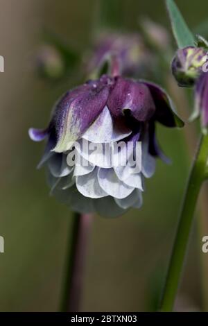 Aquilegia vulgaris in fiore con una brezza dolce, Inghilterra, Regno Unito Foto Stock