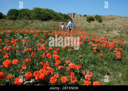 JE Han e sua figlia Sofie Han, 4, camminano attraverso un campo di papaveri vicino alla fortezza costiera Castello di Bamburgh in Northumberland, come si ricorda al pubblico di praticare la distensione sociale a seguito del rilassamento delle restrizioni di blocco. Foto Stock