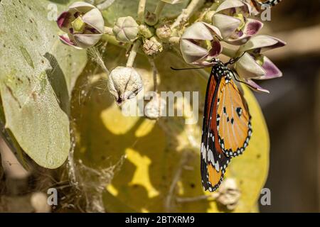 Tigre pianura (Danaus chrysippus) AKA African Monarch Butterfly su una Apple di Sodoma (Calotropis procera) pianta fotografata in Israele, nel mese di luglio Foto Stock