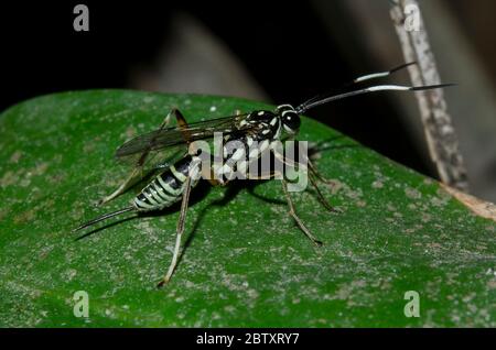 Darwin Wasp, Ichneumon promissorius, con ovipositore a foglia, Klungkung, Bali, Indonesia Foto Stock