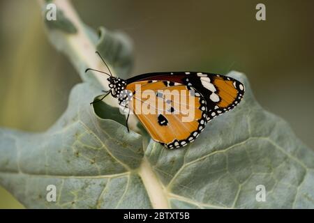 Tigre pianura (Danaus chrysippus) AKA African Monarch Butterfly su un fiore fotografato in Israele, nel mese di luglio Foto Stock